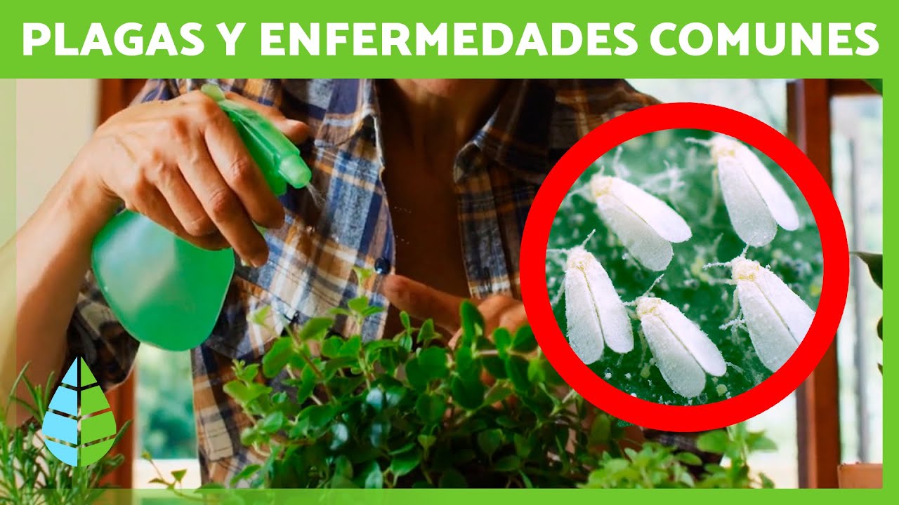 enfermedades de las plantas de jardin
