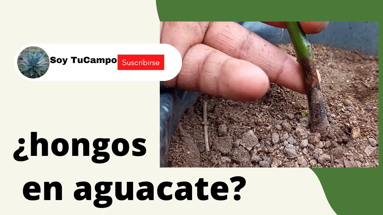enfermedades en los tallos de las plantas