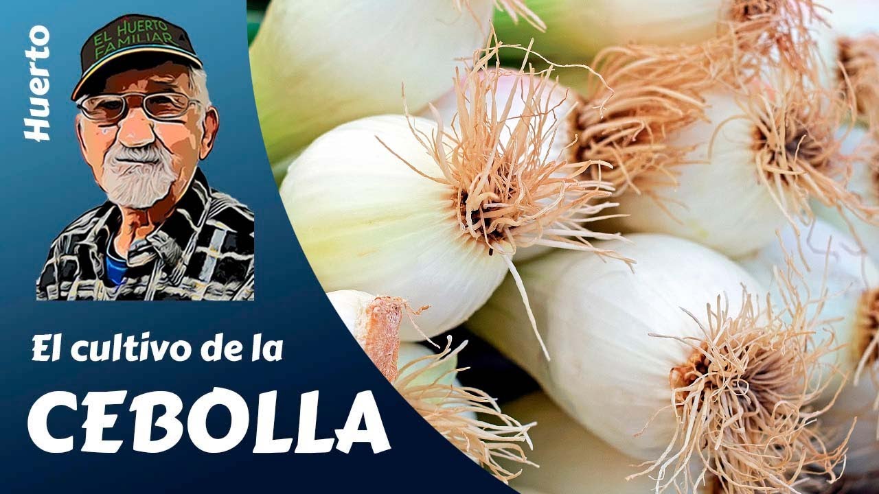 epoca de plantar cebollas en galicia