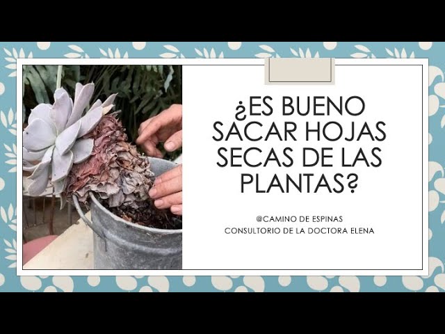 es bueno cortar las hojas secas de las plantas