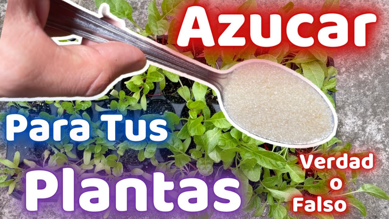 es bueno echar azúcar a las plantas