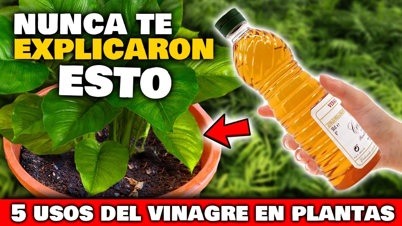 es bueno el vinagre para las plantas
