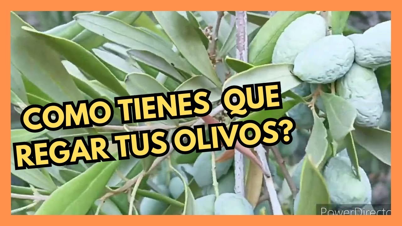 es bueno regar los olivos cuando están en flor