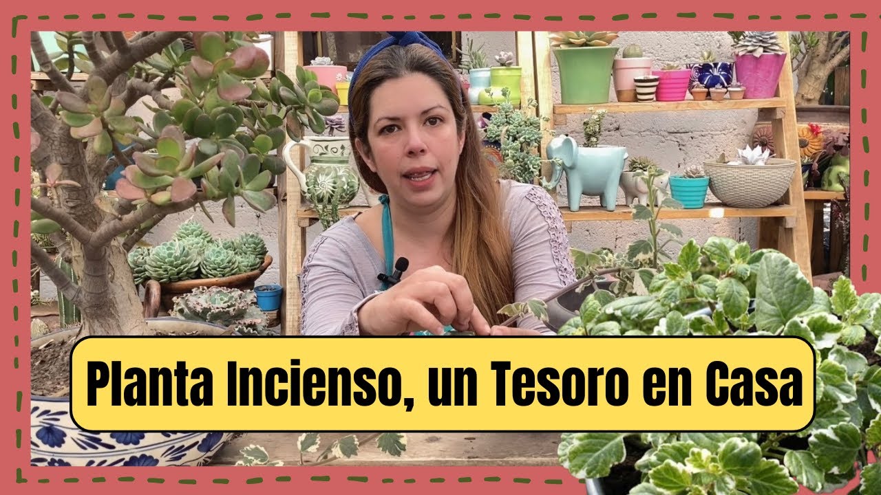 es bueno tener una planta de incienso en casa