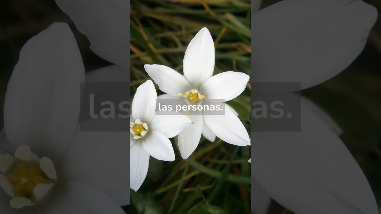 estrella de belén flor de bach