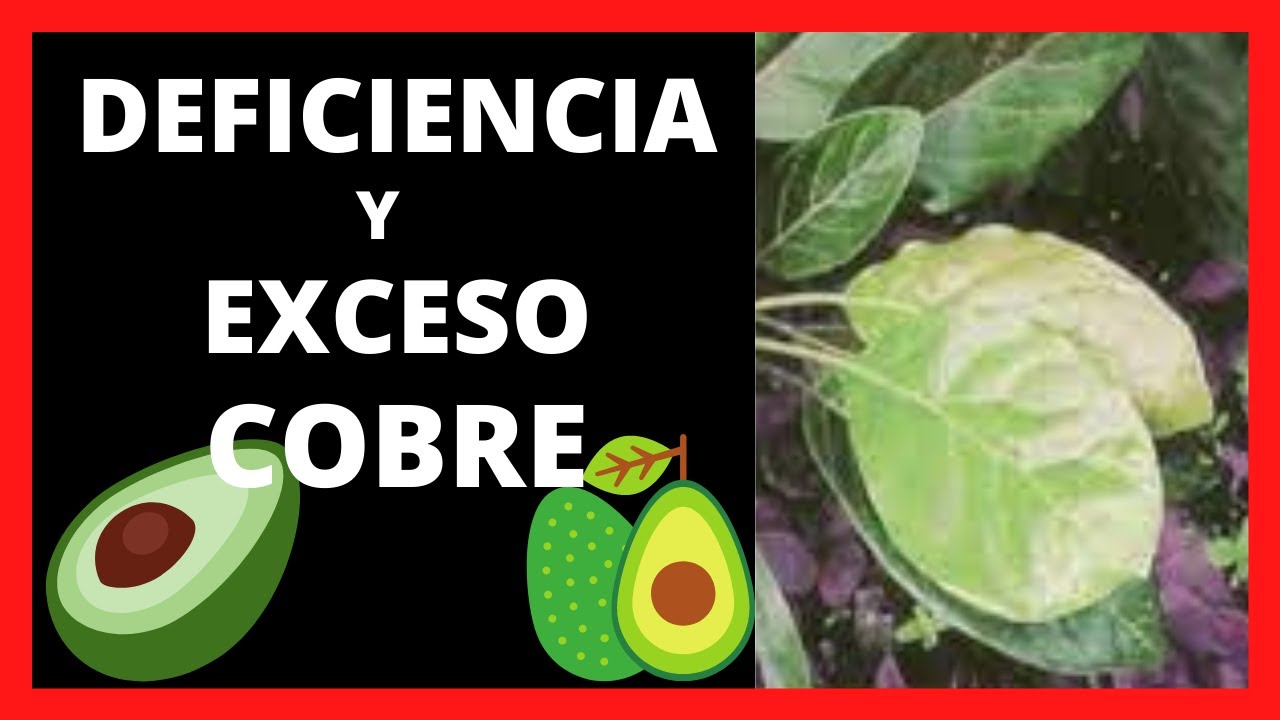 exceso de cobre en las plantas