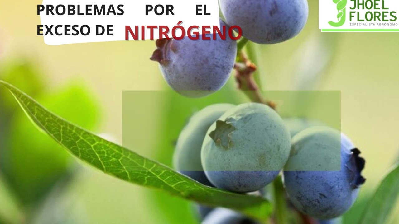 exceso de nitrogeno en las plantas