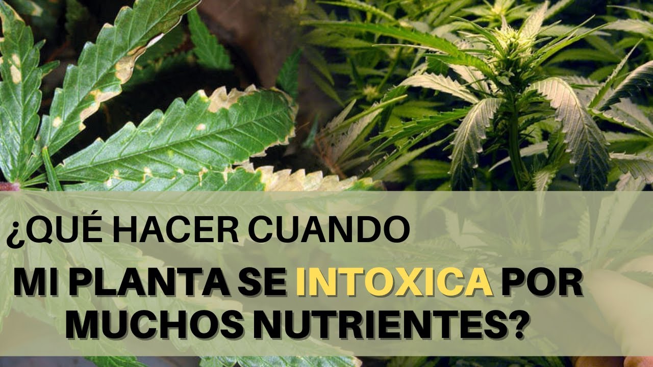 exceso de nutrientes en las plantas