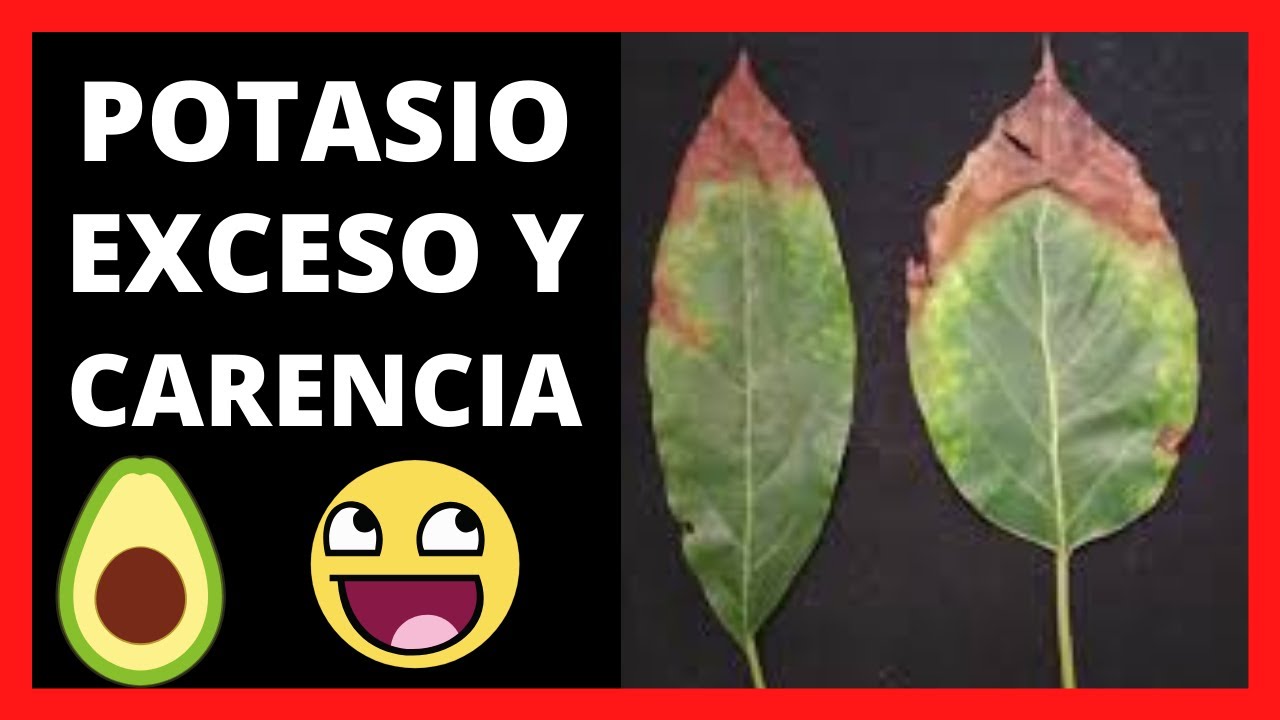 exceso de potasio en las plantas