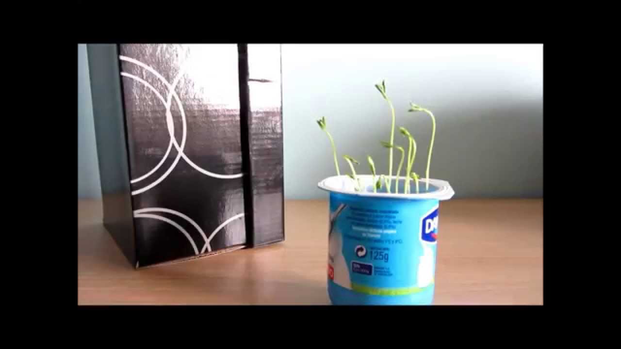 experimento planta con luz y sin luz