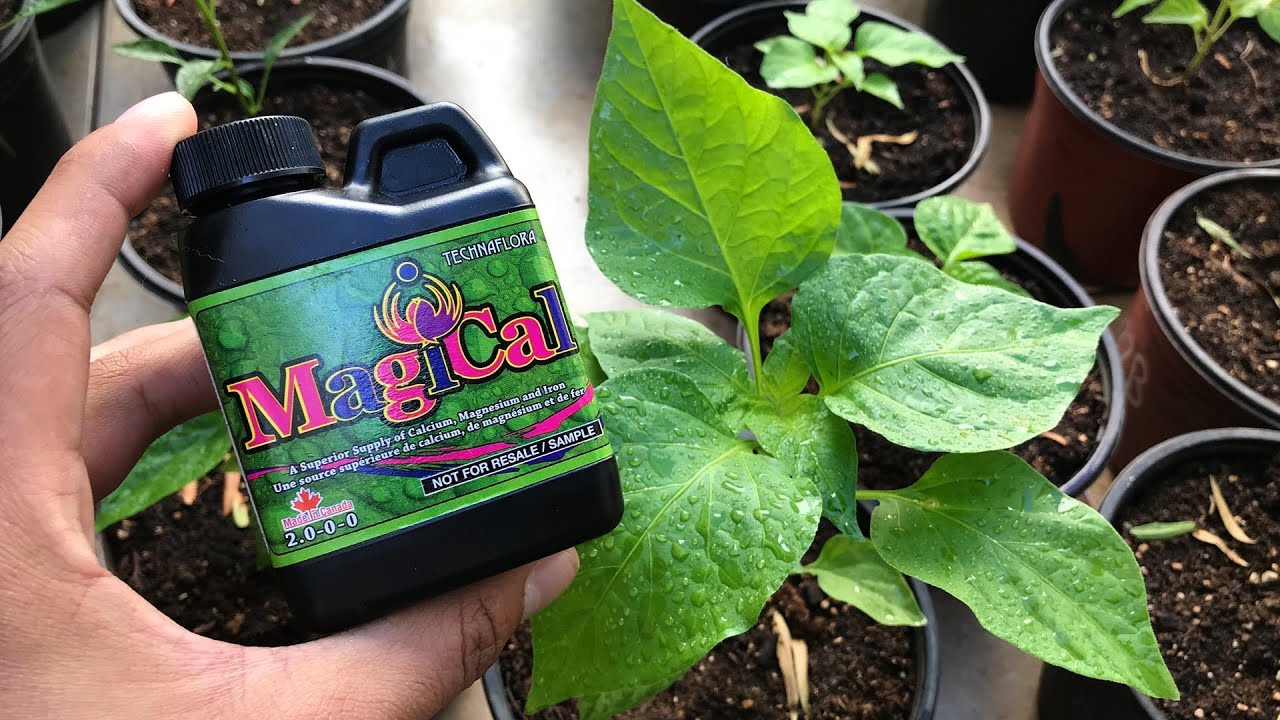 falta de calcio en las plantas