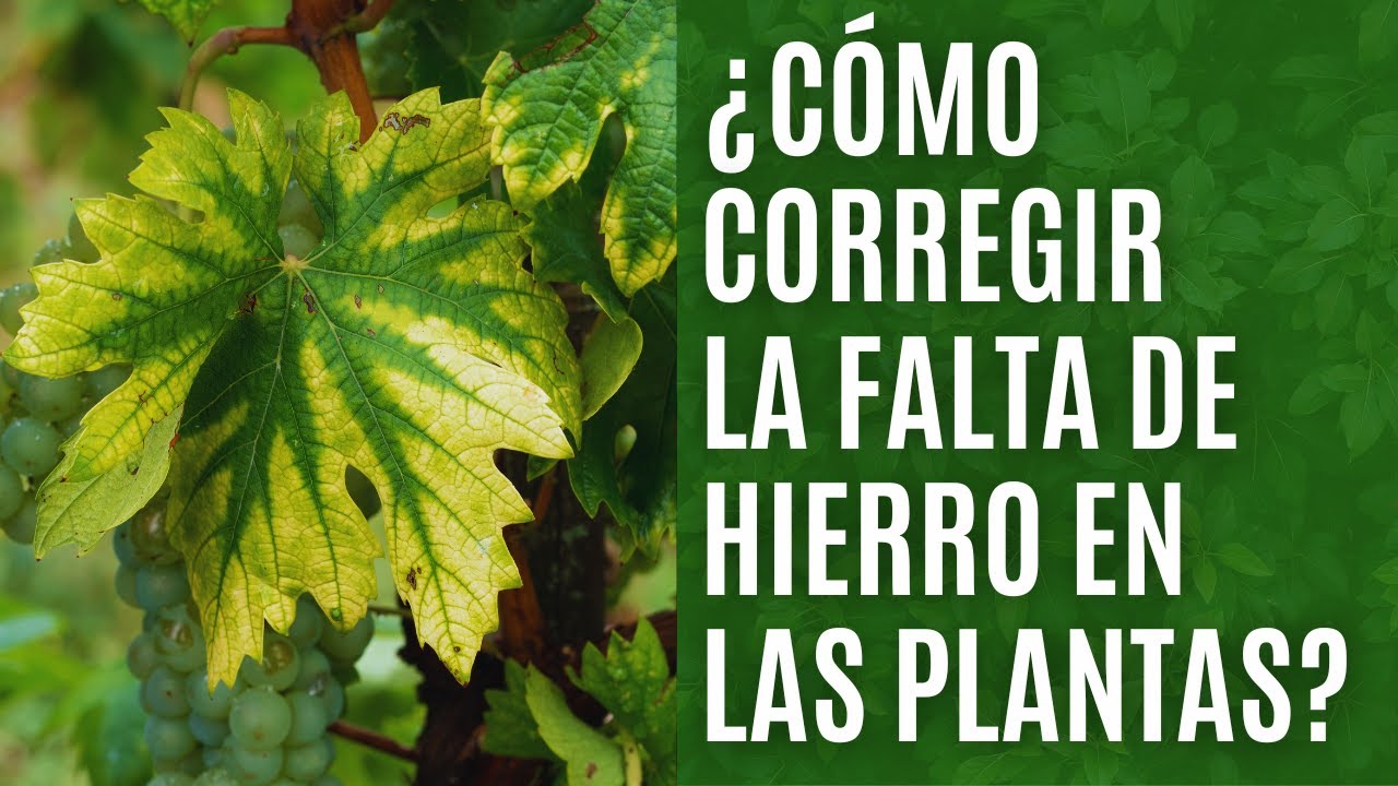 falta de hierro en las plantas sintomas
