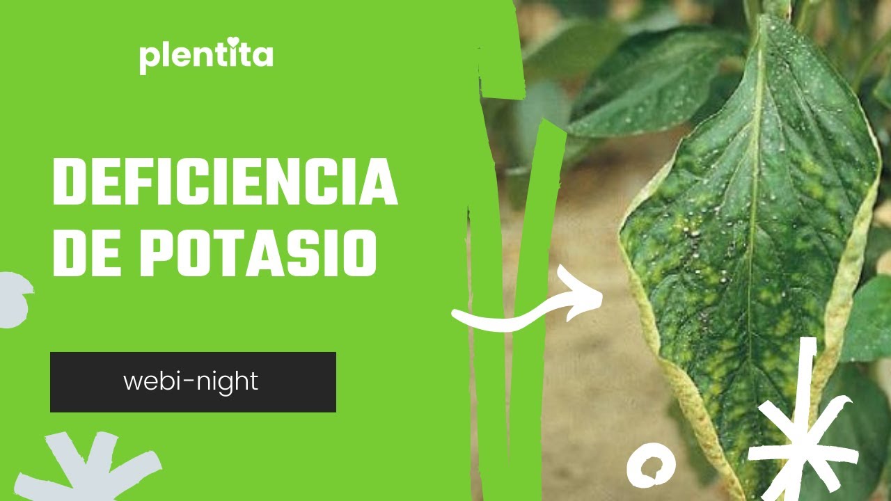 falta de potasio en las plantas
