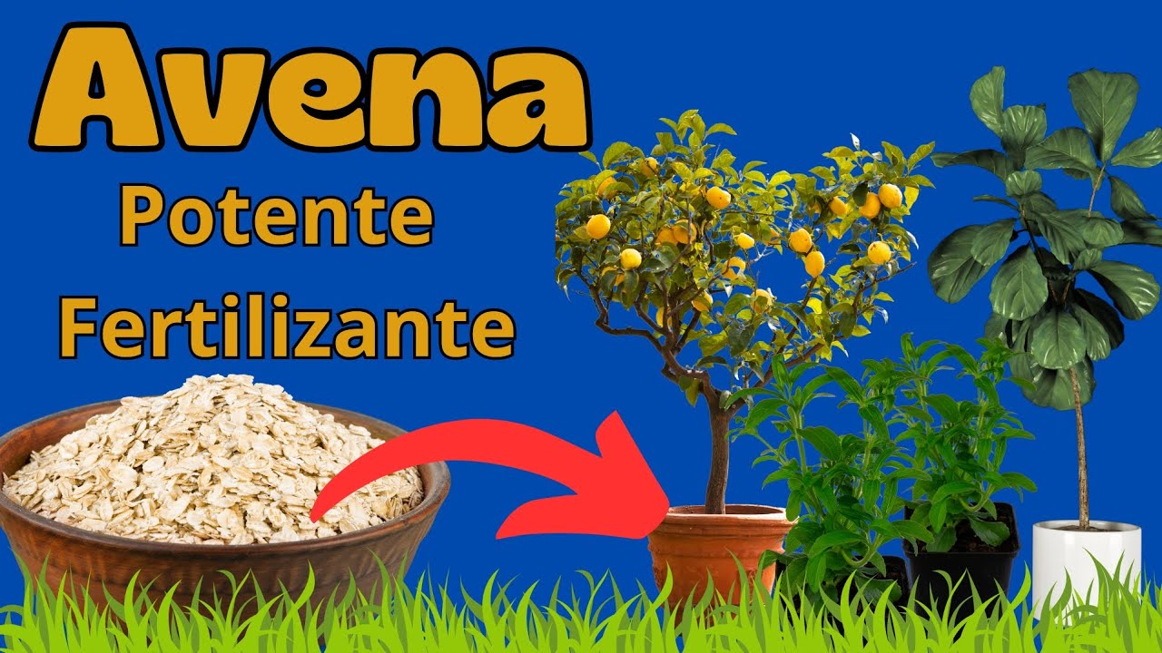 fertilizante de avena para las plantas