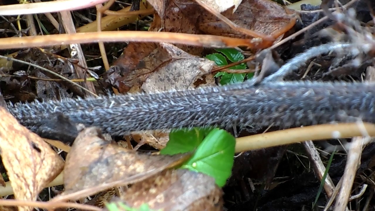 filamento de la raiz de una planta