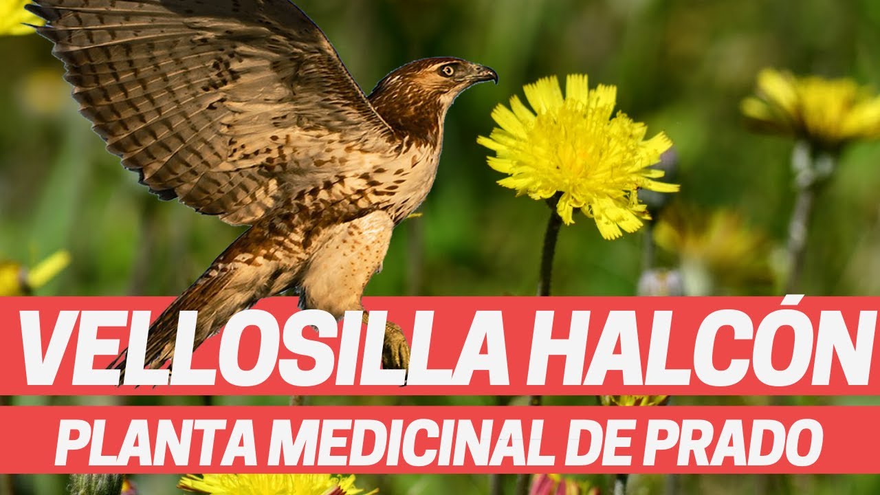 flor amarilla parecida al diente de leon