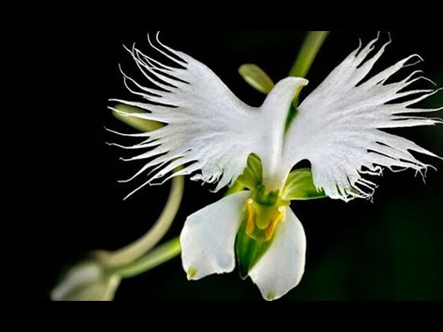 flor blanca con cara de gato