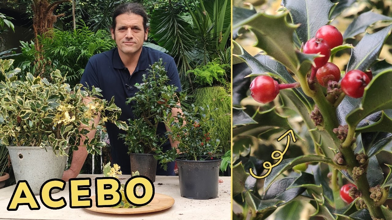 flor de acebo macho y hembra