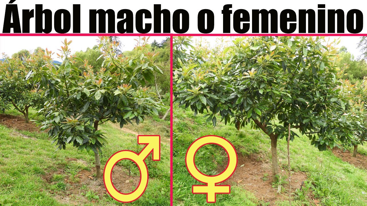flor de aguacate macho y hembra