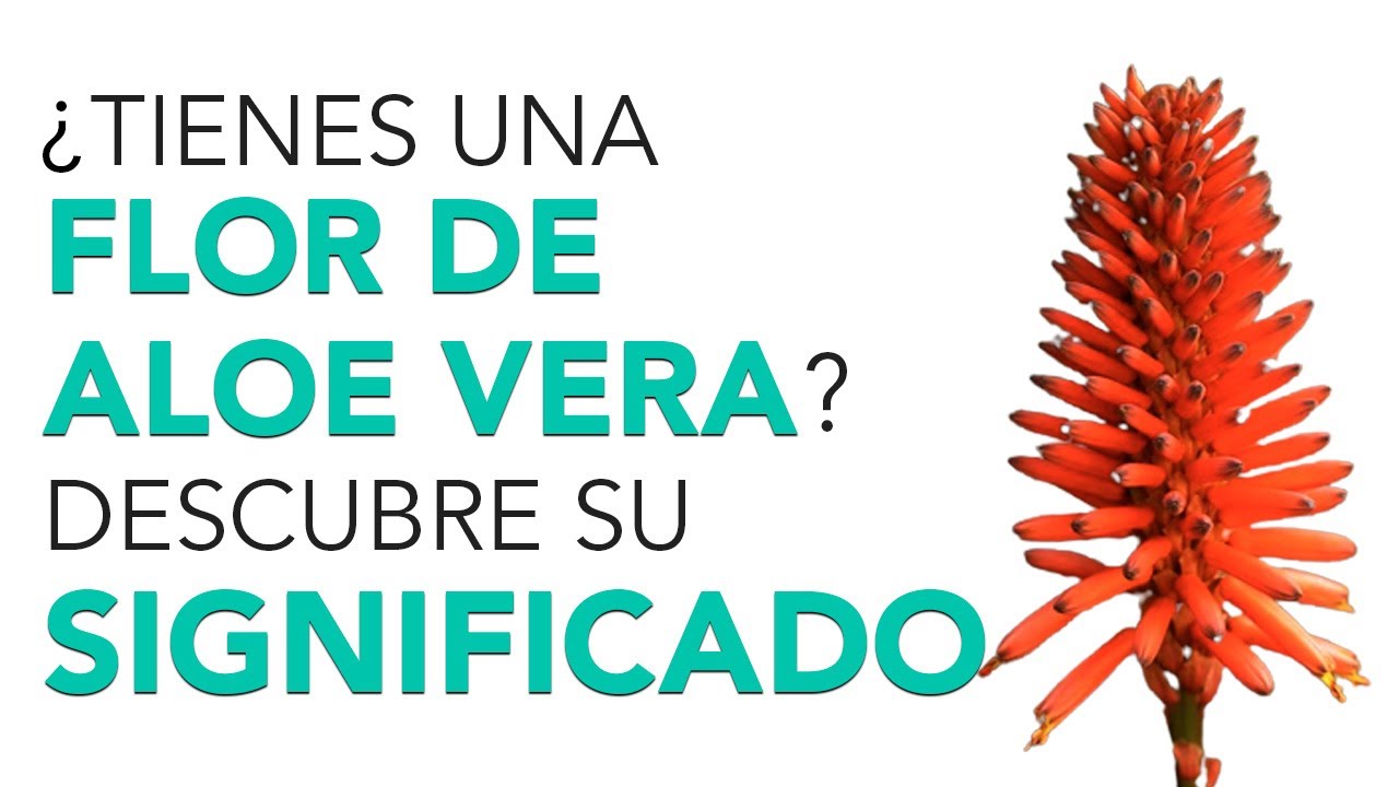 flor de aloe vera significado espiritual