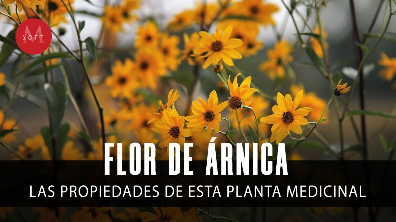 flor de arnica para que sirve