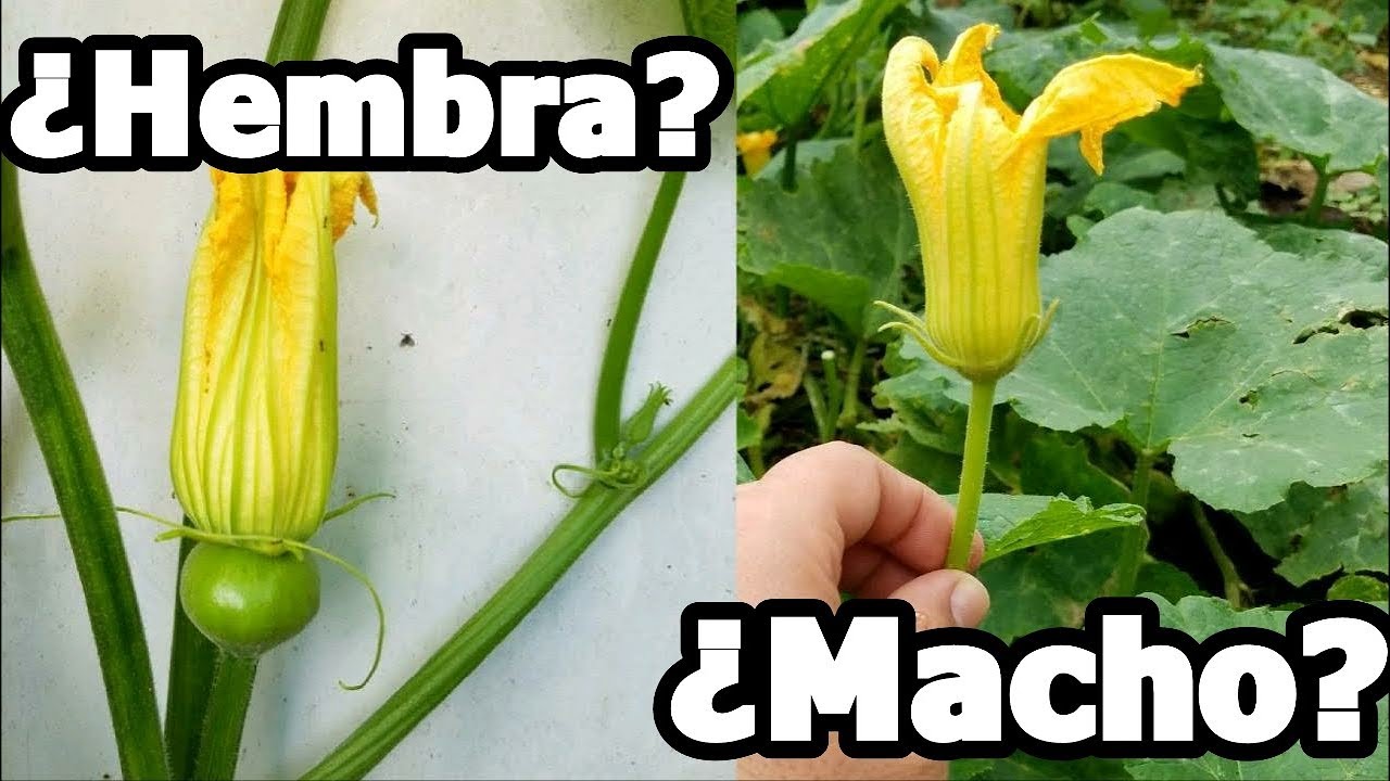 flor de calabaza macho y hembra
