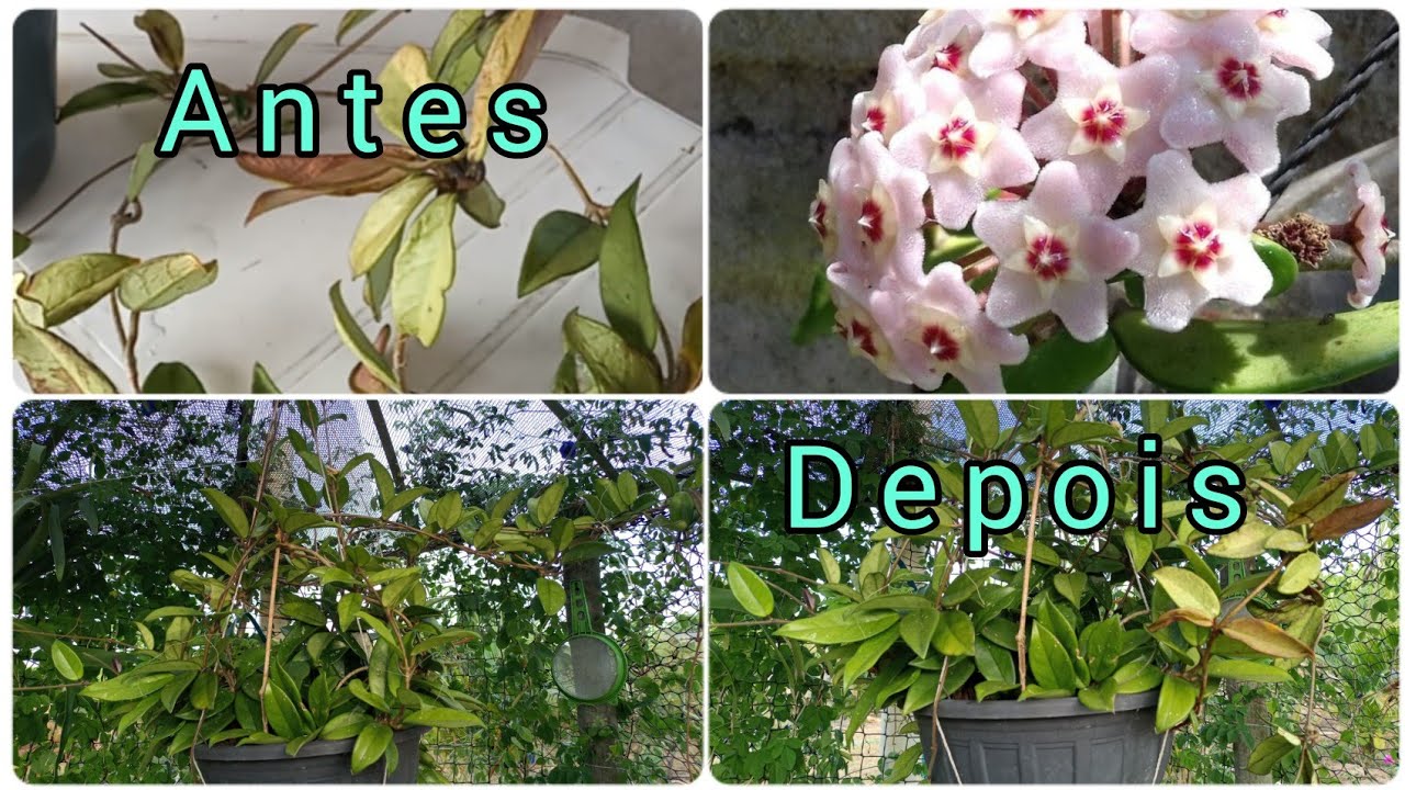 flor de cera se está secando