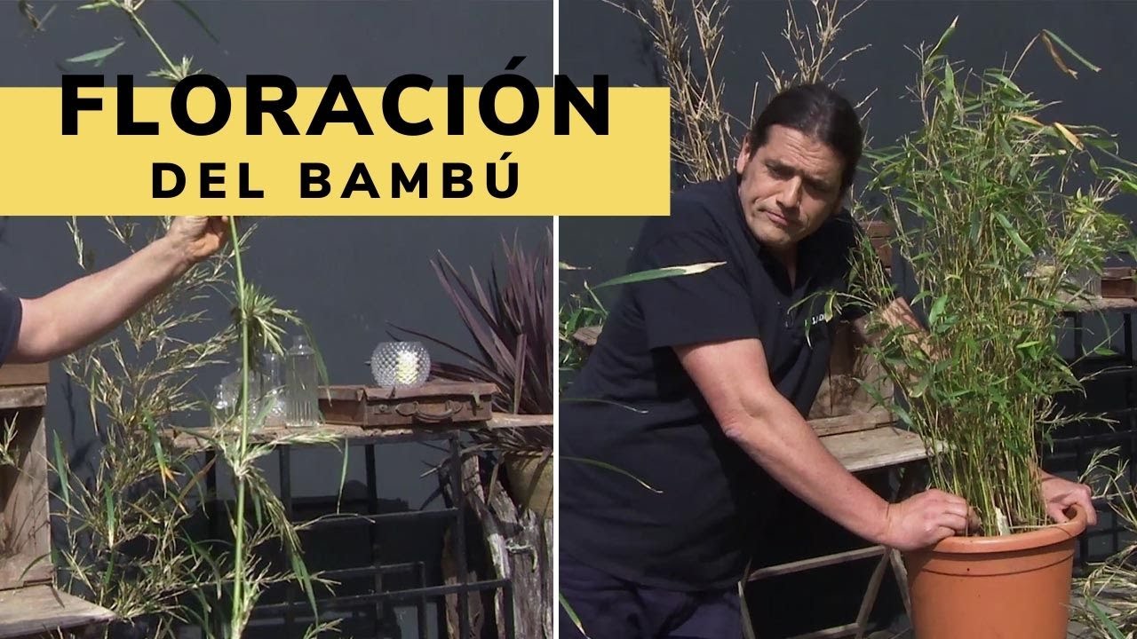 flor de la caña de bambu
