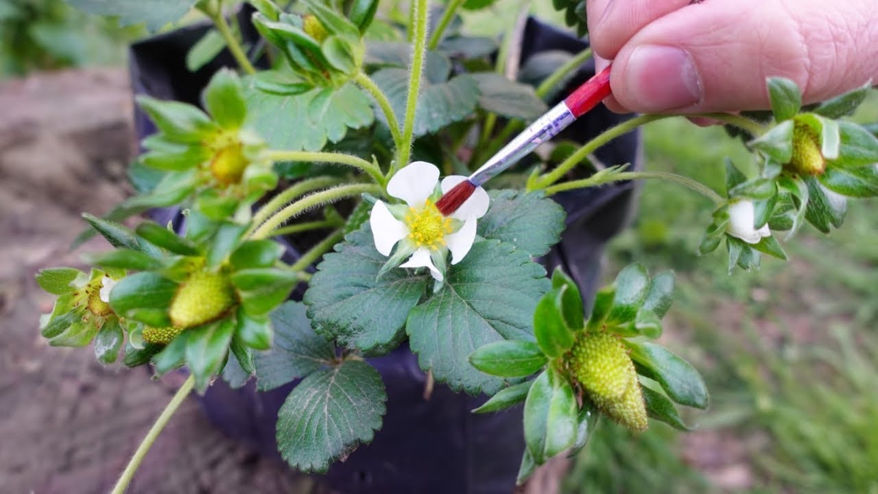 flor de la fresa y sus partes