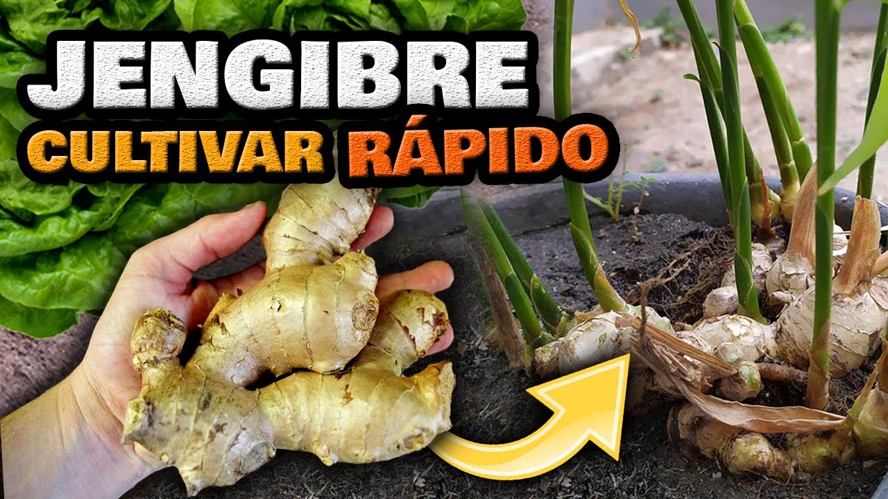 flor de la planta de jengibre