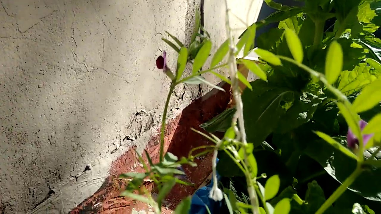 flor de la planta de lenteja