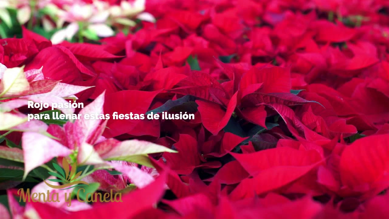 flor de pascua a domicilio madrid