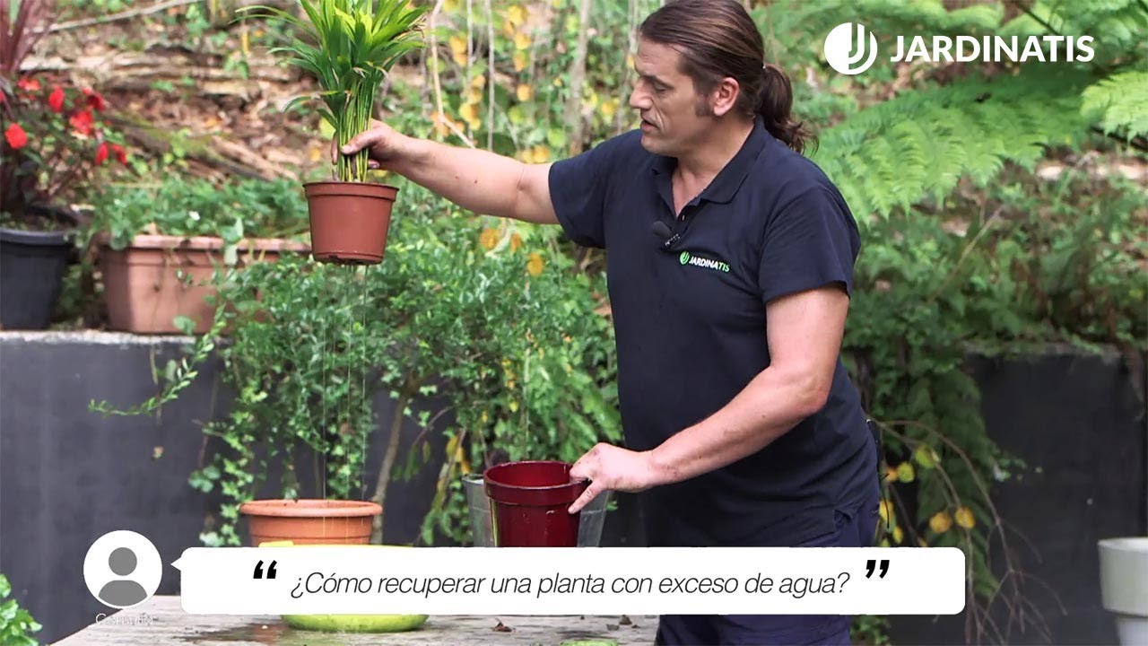 flor de pascua exceso de agua