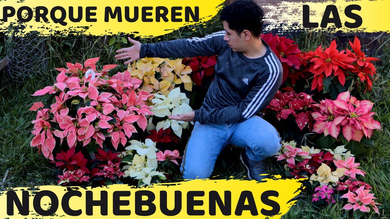 flor de pascua hojas amarillas y se caen