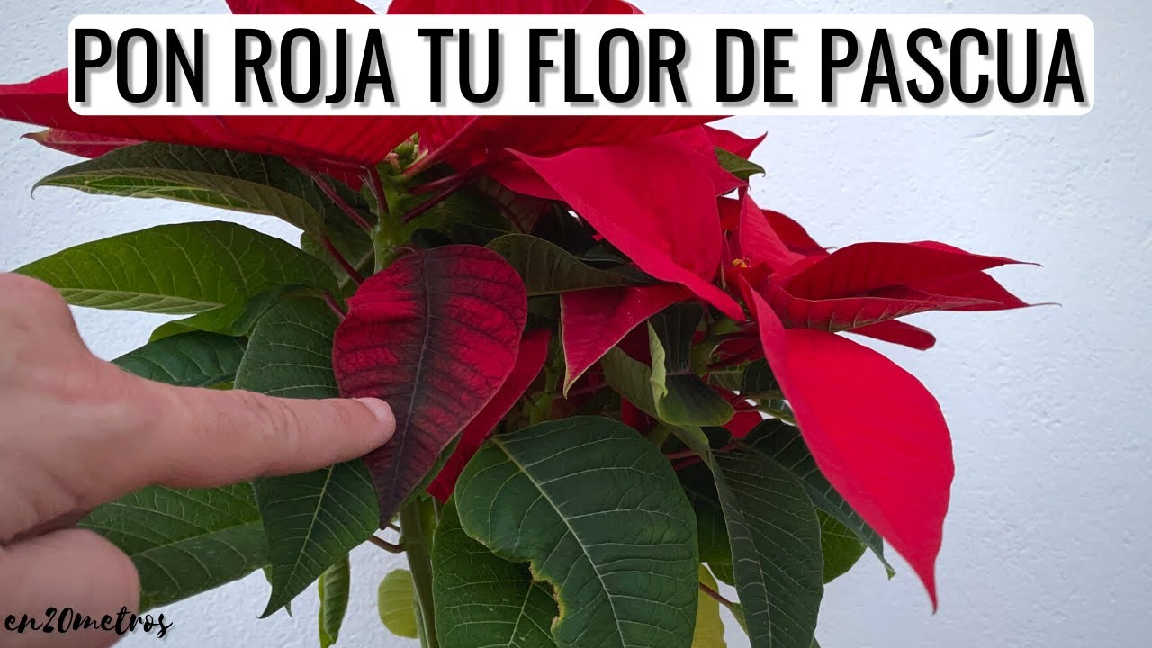 flor de pascua hojas con manchas
