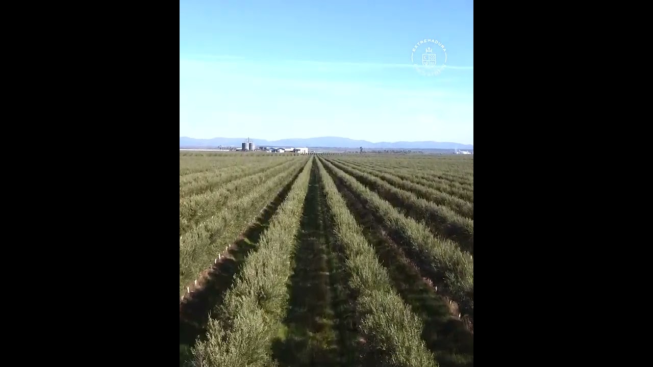 flor del olivo como se llama