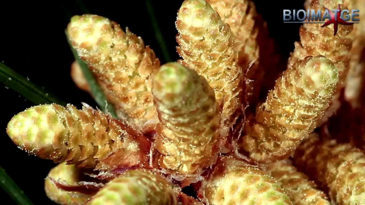 flor masculina y femenina del pino