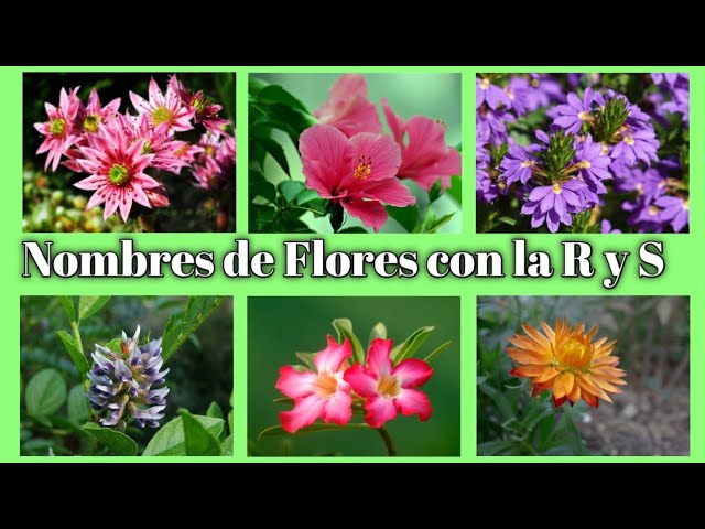 flor o planta con letra s