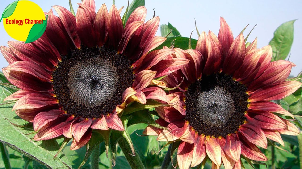 flor parecida al girasol pero de colores