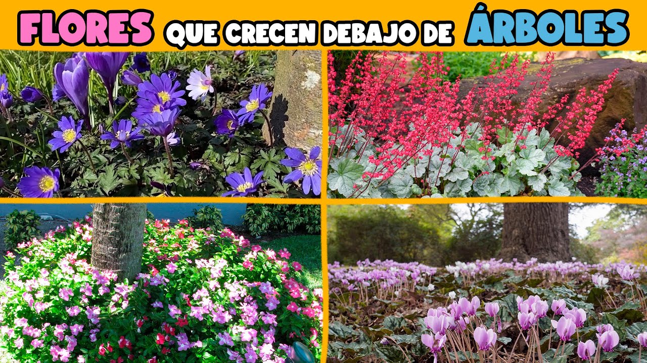 flor que crece en los arboles