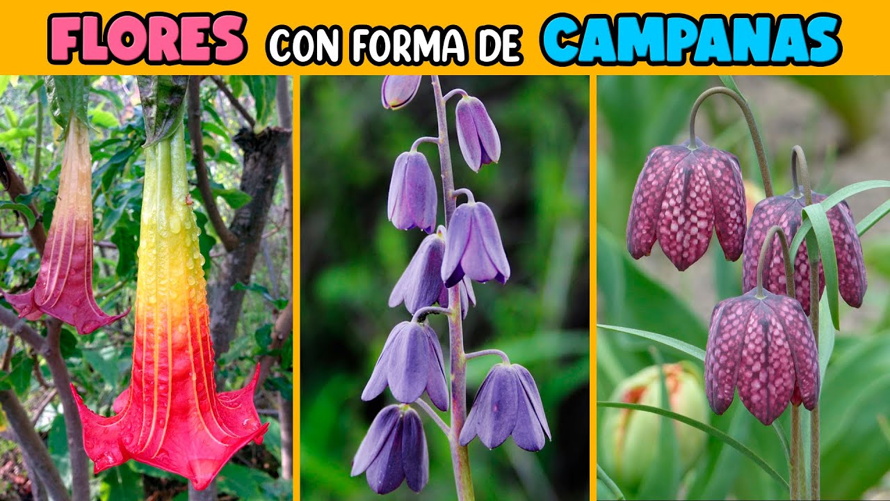 flor redonda en forma de campanilla