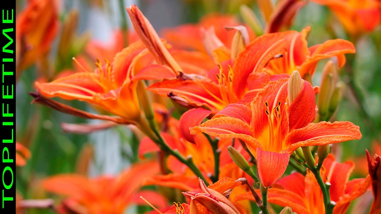 flores de bulbos con sus nombres