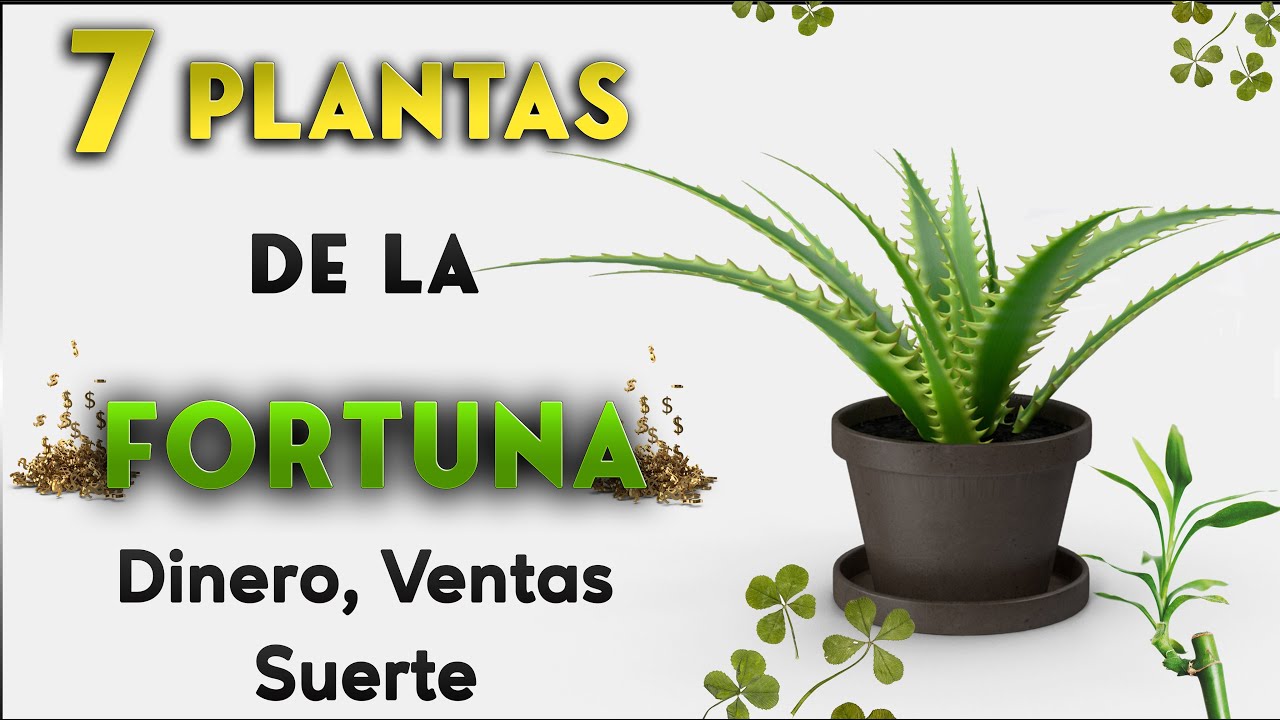 flores de la buena suerte y fortuna