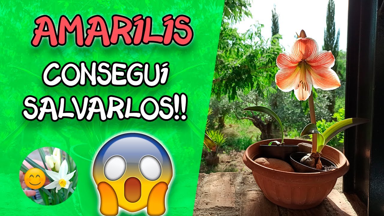 flores la suegra y la nuera