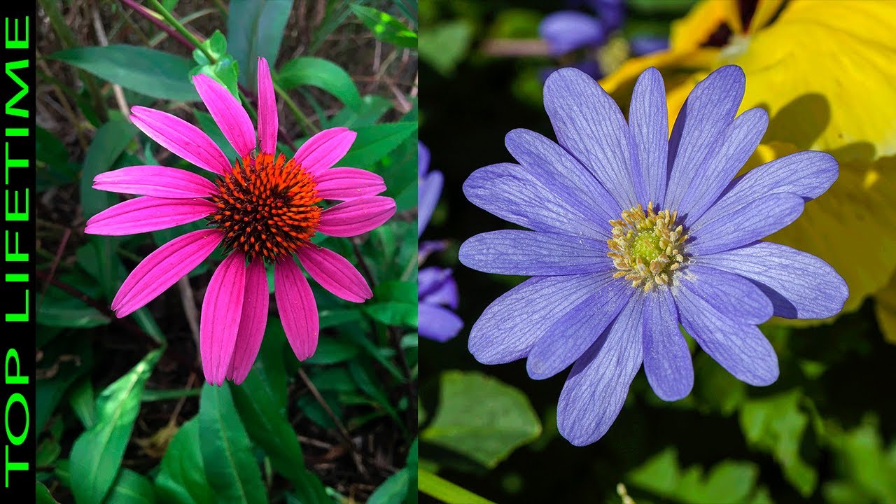 flores parecidas a las margaritas pero de colores