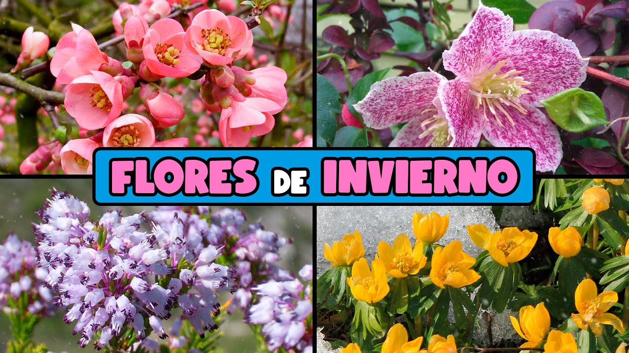 flores que crecen en la nieve