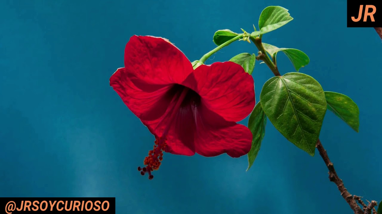 flores que se abren con el sol