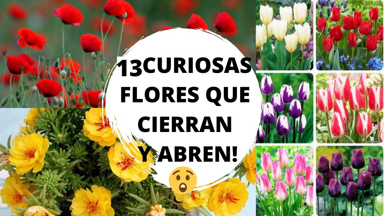 flores que se cierran de noche