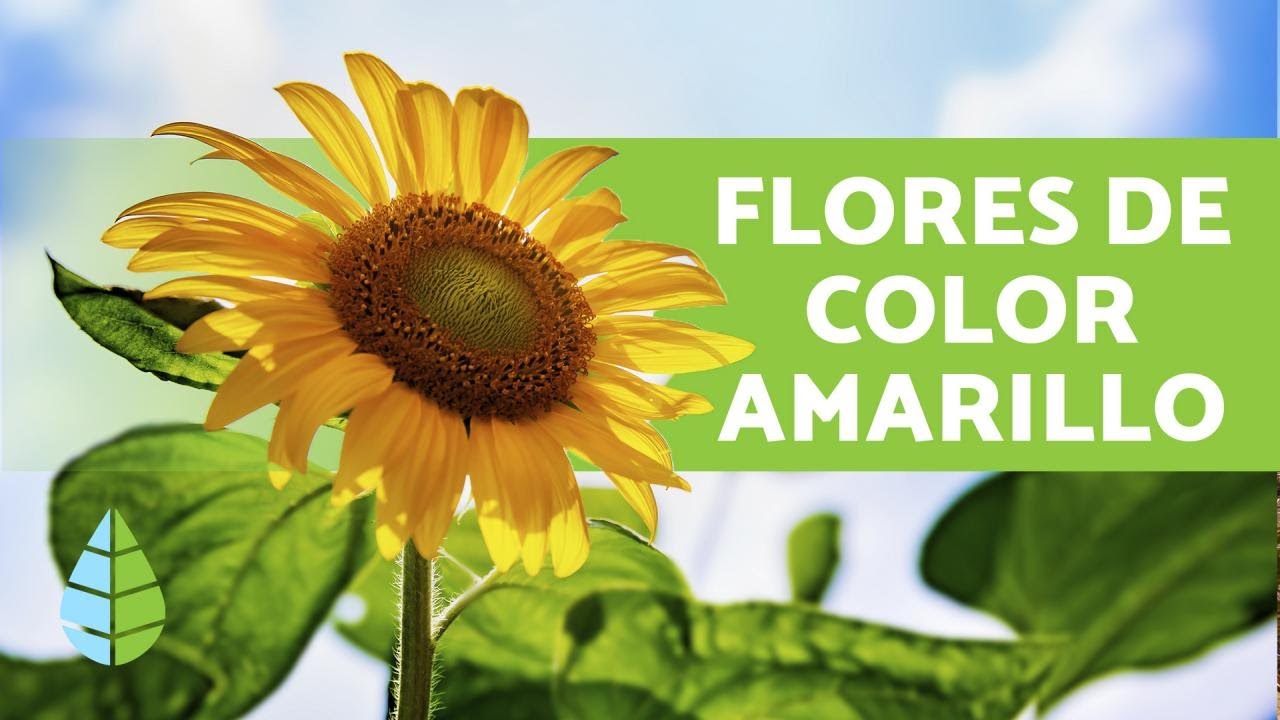 flores silvestres amarillas y sus nombres