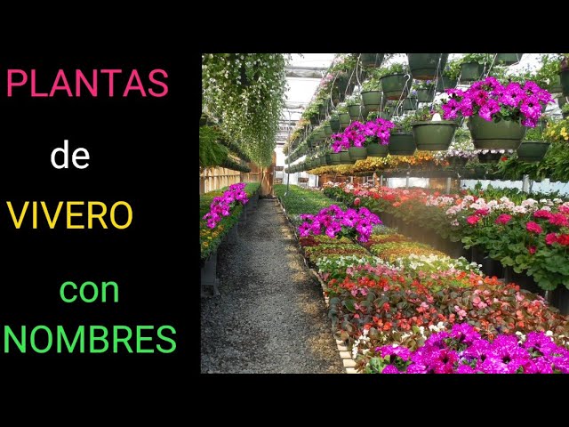 flores y plantas vivero jardín de la victoria